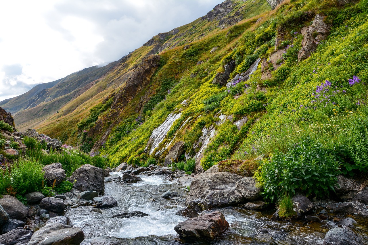 Exploring the Unique Ecosystems of Yosemite’s High Country